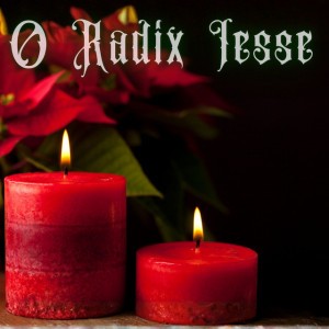 O Radix Jesse - O Radix Jesse
