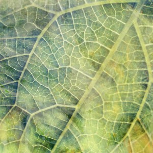Hearing the Harvest