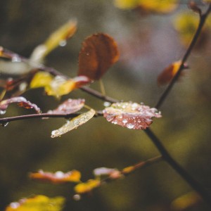 the rains