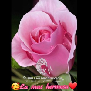 La mas hermosa