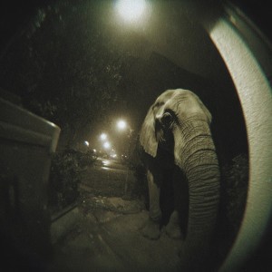 Elefante
