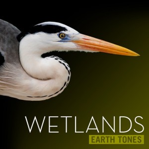 Everglades of Glory