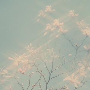 Shine