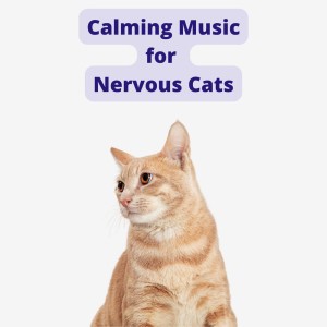 Best Calming Cat Music