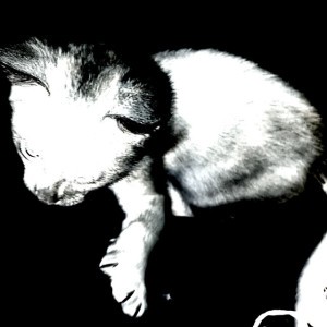 noir