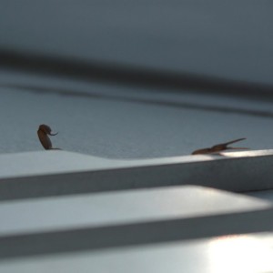 Duro by Skrillex & Young Miko