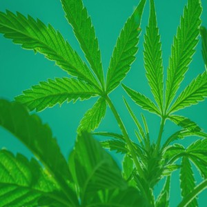 Mami Yo No Quiero (Fumar Marihuana)