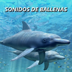 Ballenas