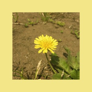 Dandelion (single ver.)