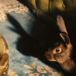 Rabbits Can Swim by Florence Road