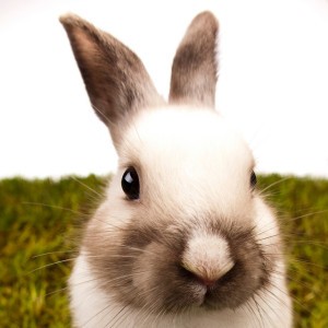 Funny Little Bunny (The Springtime Action Song)