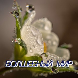 ВОЛШЕБНЫЙ МИР